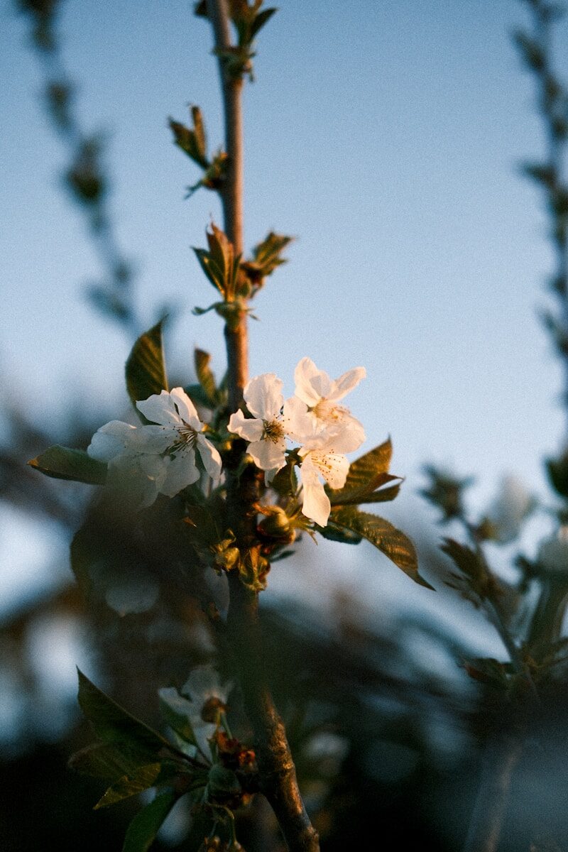 Mortgage-Backed Securities